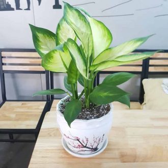8 cây để bàn làm việc hợp mệnh Kim, mang lại điềm lành